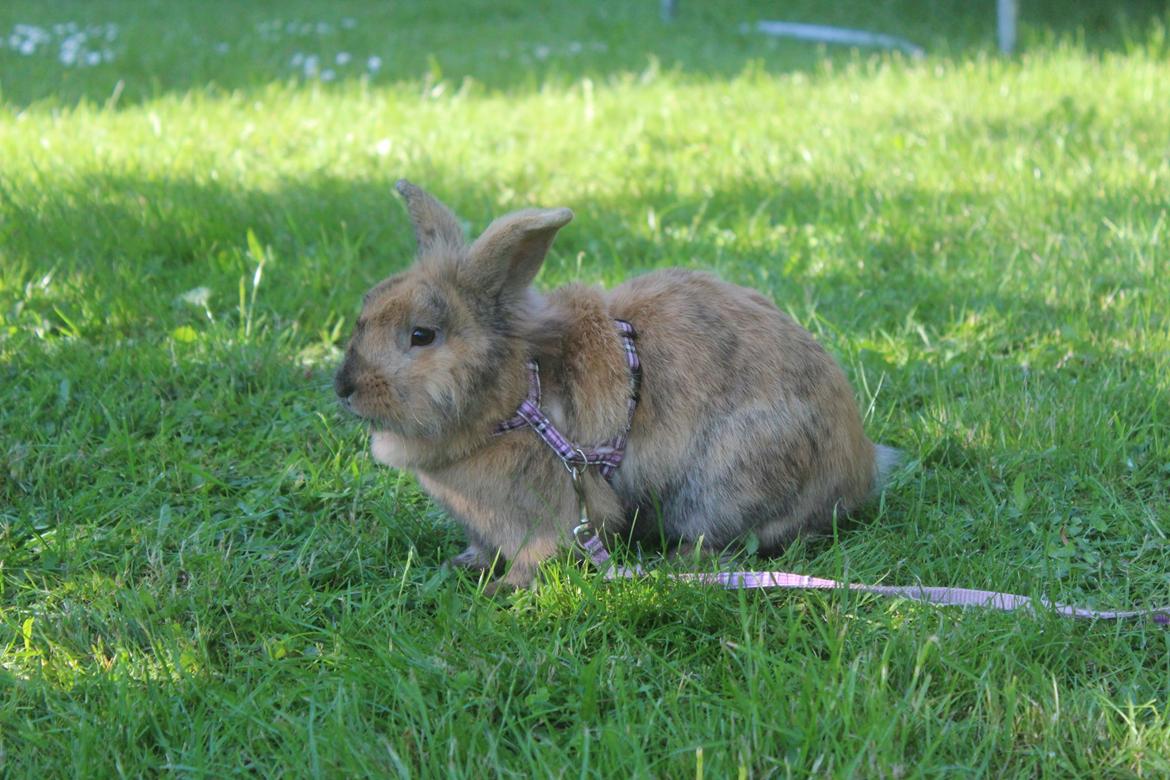 Kanin Rolly Jumper* R'j- TILBYDER PARRING billede 35