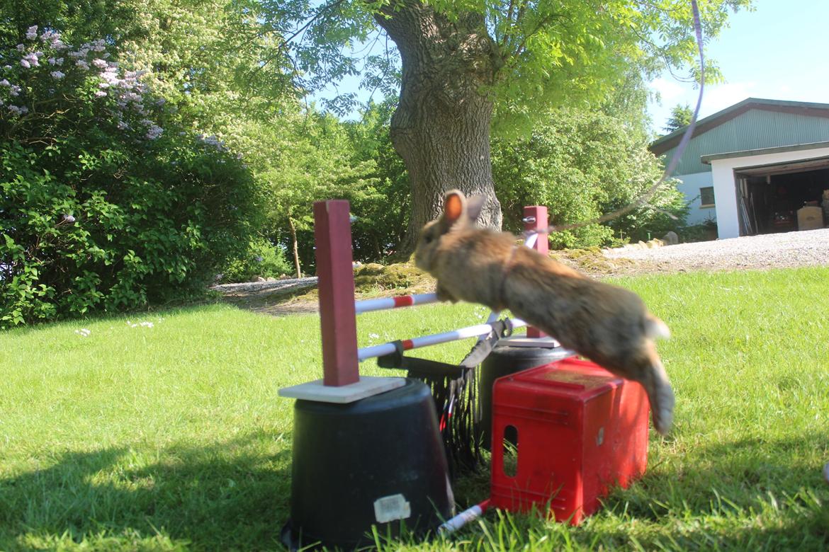 Kanin Rolly Jumper* R'j- TILBYDER PARRING billede 32