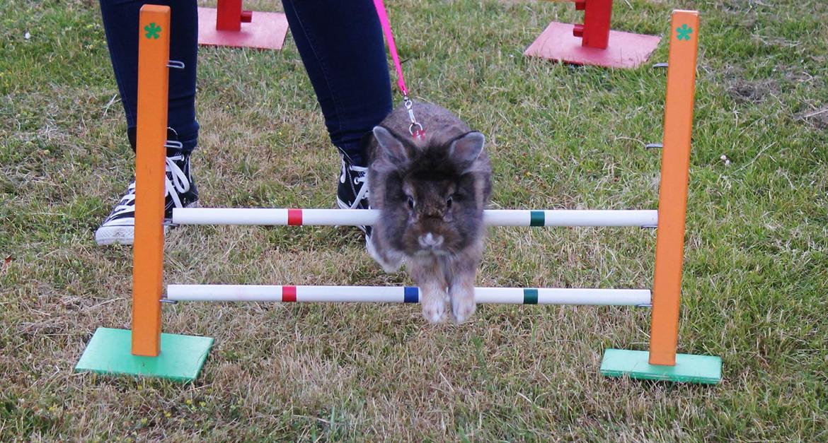 Kanin | Peter  billede 48