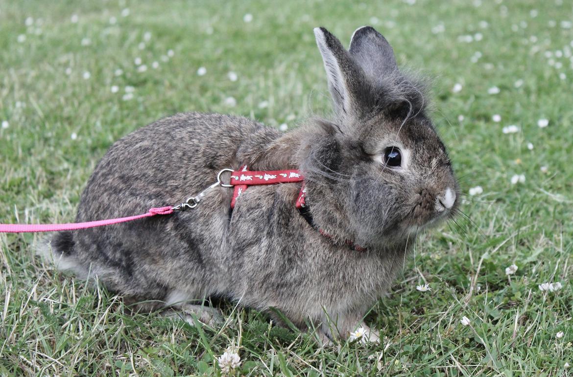 Kanin | Peter  billede 34