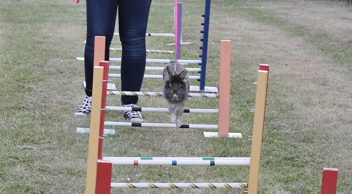 Kanin | Peter  billede 49