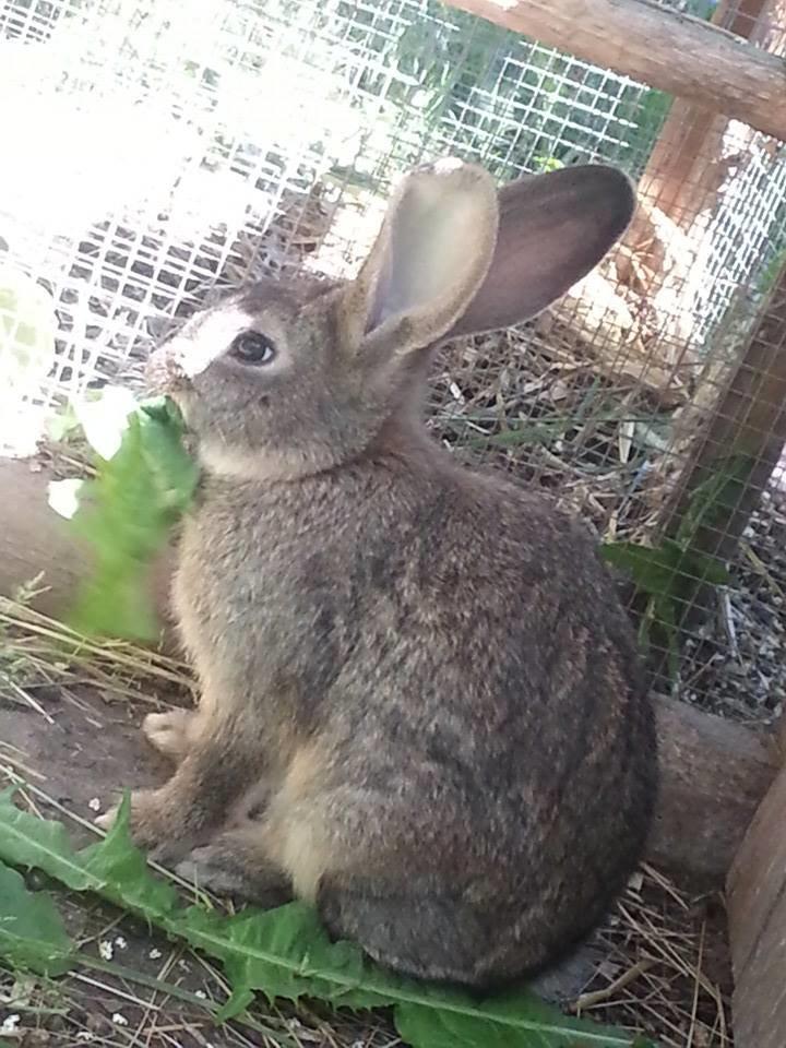 Kanin Bybjærggårdens Vanilie billede 6