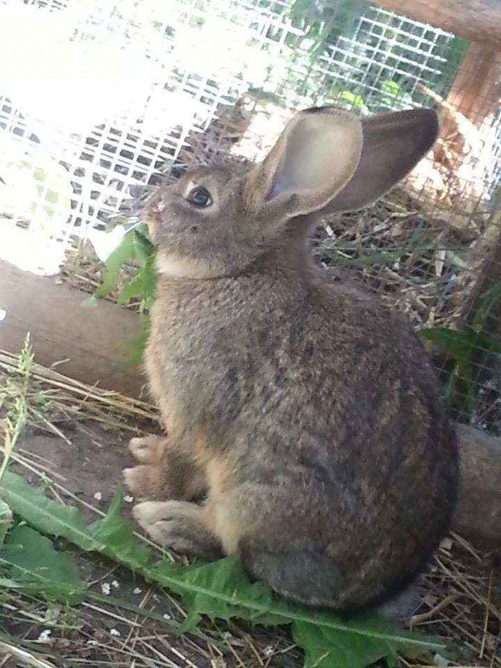 Kanin Bybjærggårdens Vanilie billede 9