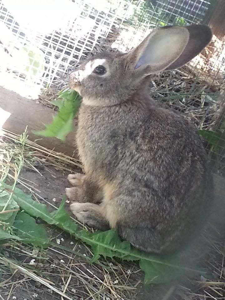 Kanin Bybjærggårdens Vanilie billede 10