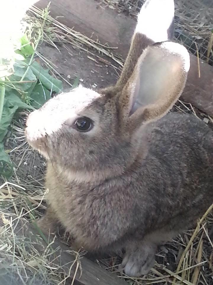 Kanin Bybjærggårdens Vanilie billede 13