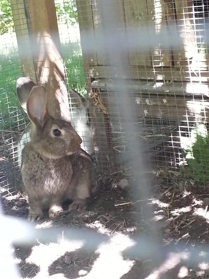 Kanin Bybjærggårdens Vanilie billede 14
