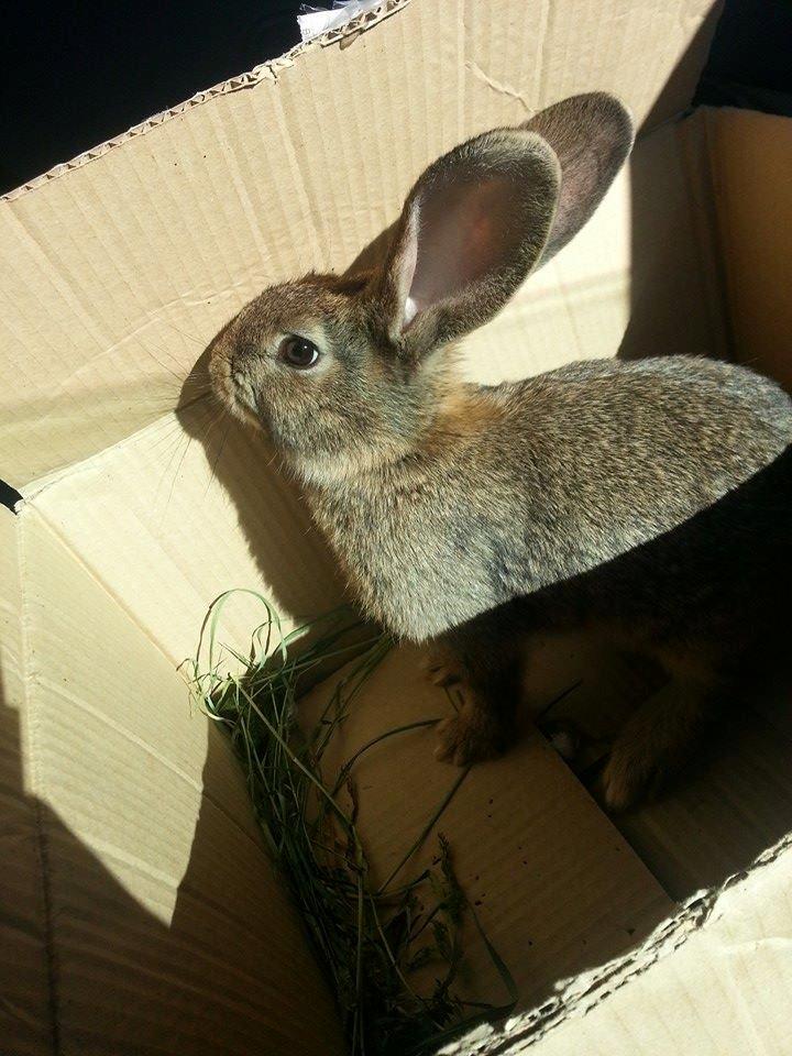 Kanin Bybjærggårdens Vanilie billede 2