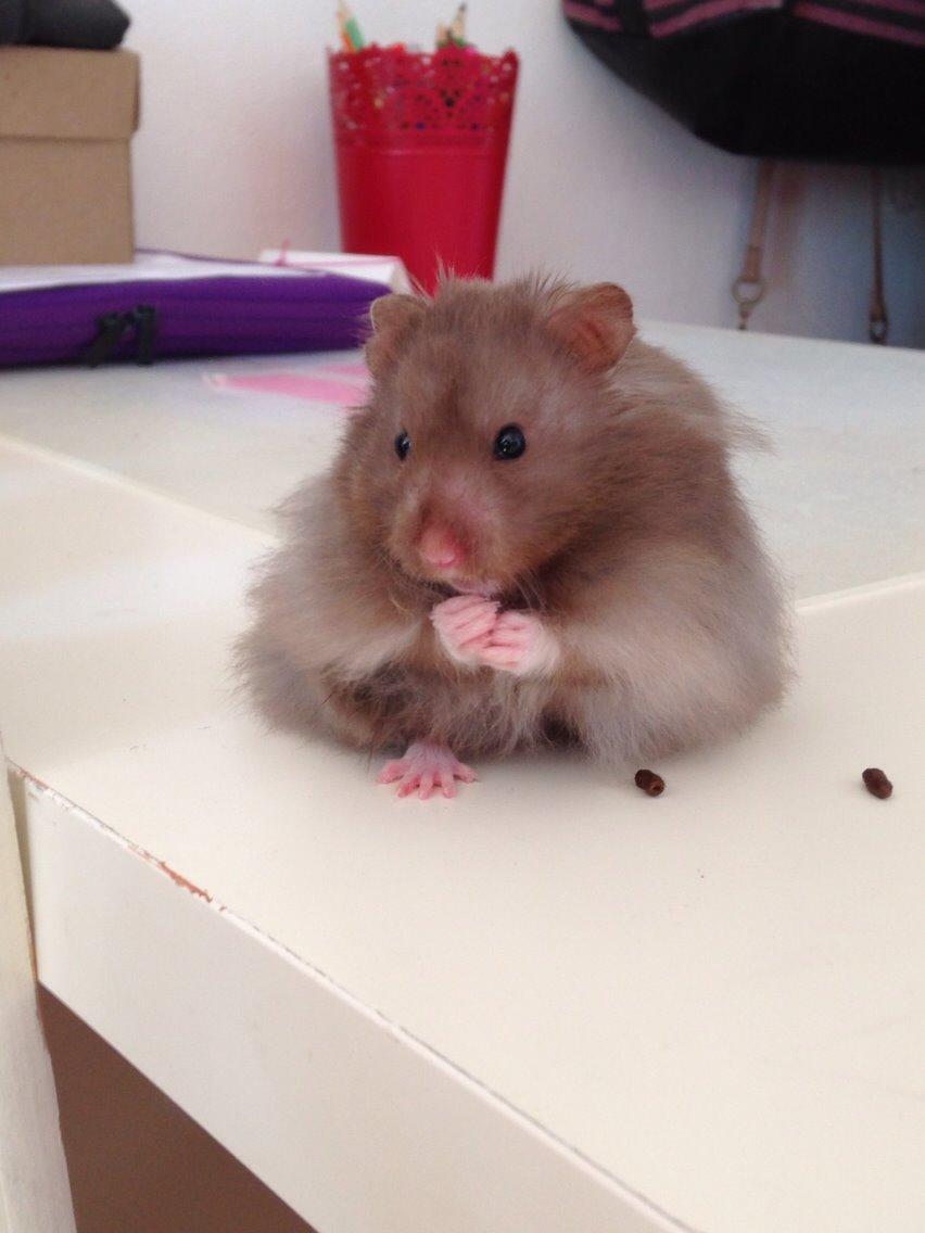 Hamster Palle billede 1