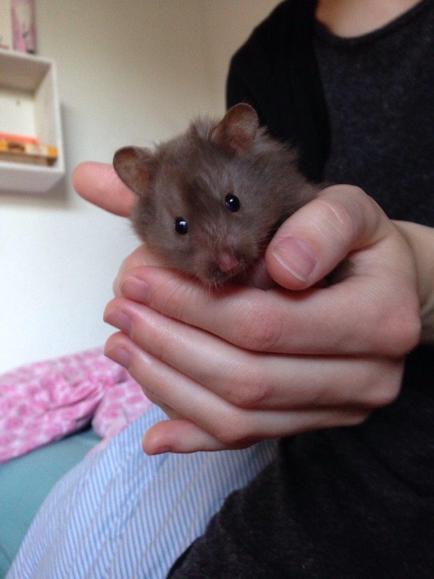 Hamster Palle billede 2