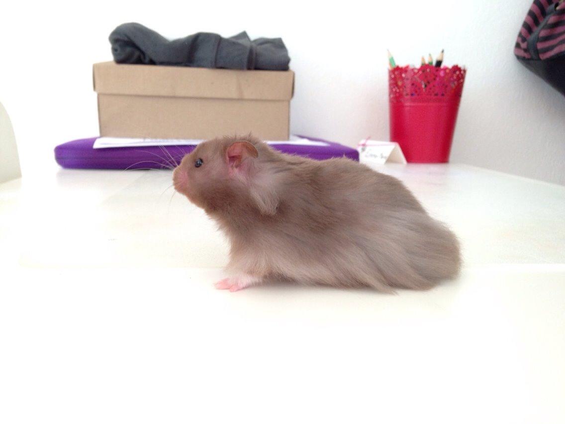 Hamster Palle billede 3