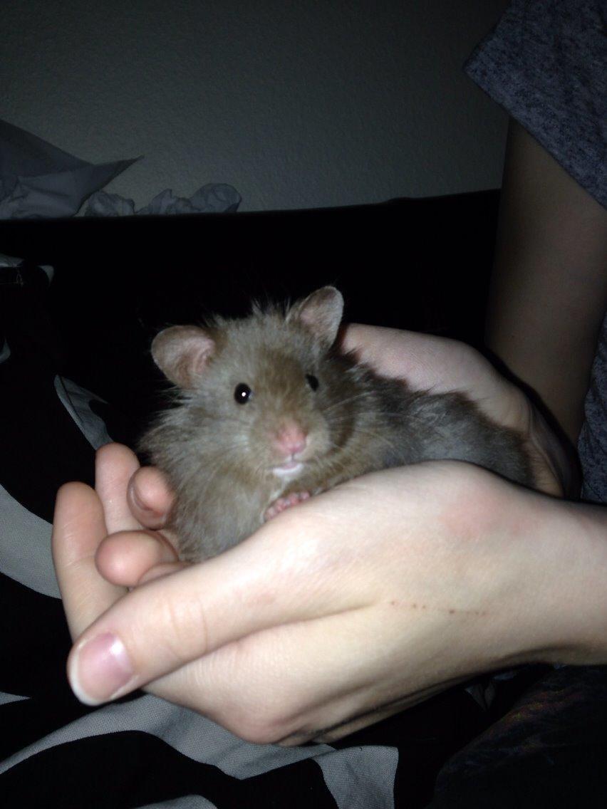 Hamster Palle billede 4