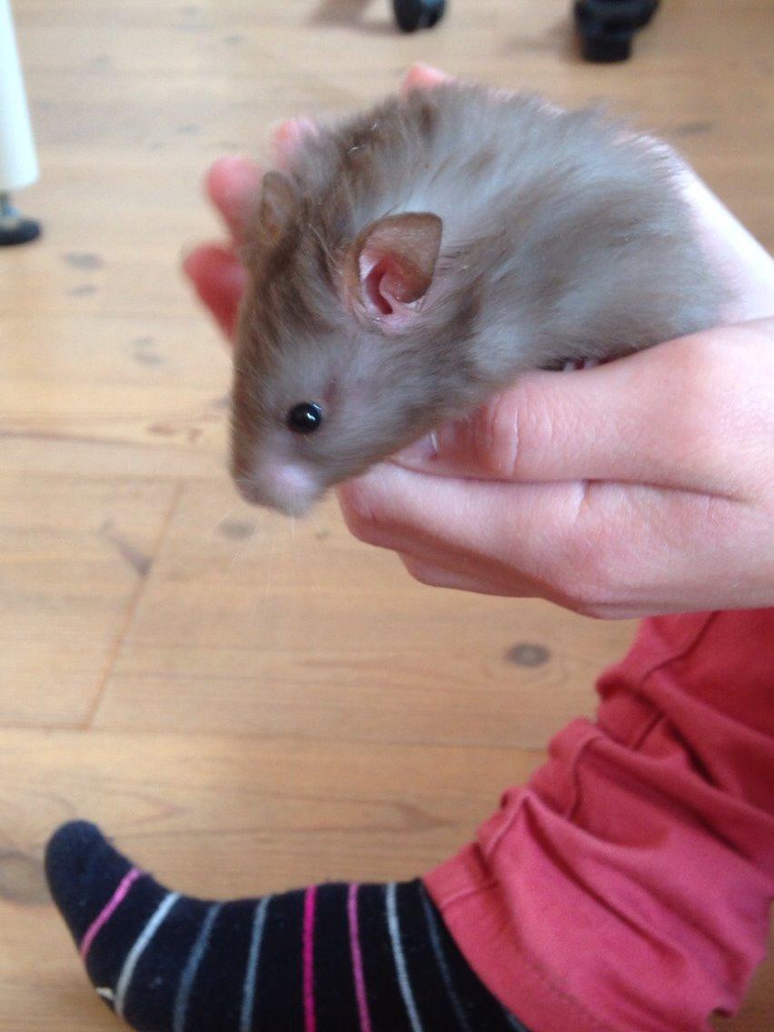 Hamster Palle billede 5