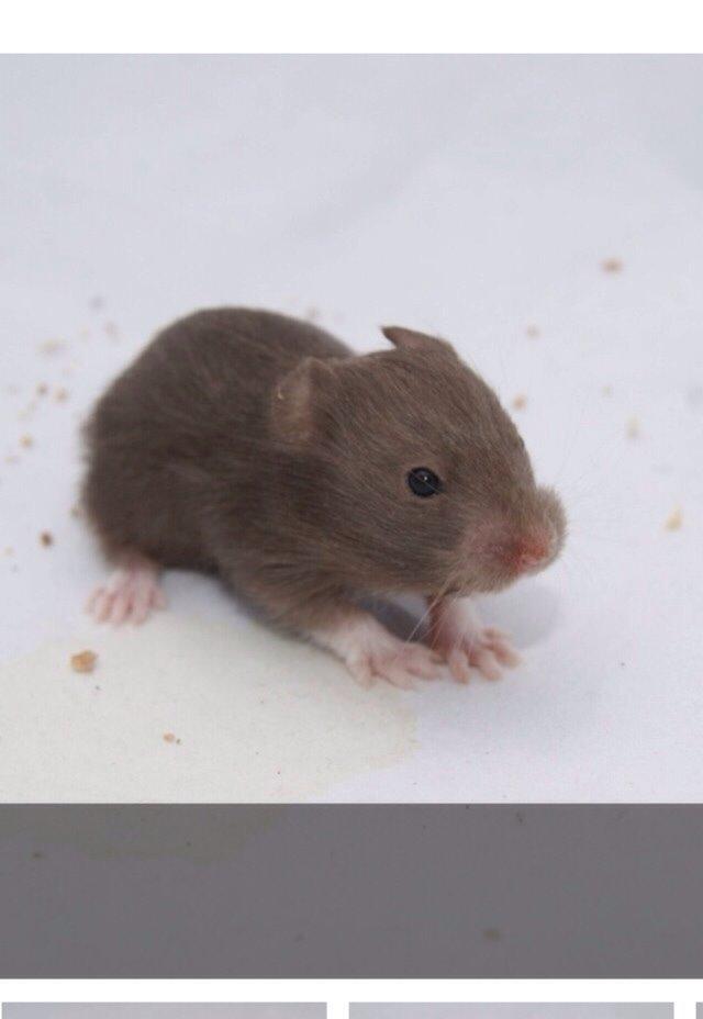 Hamster Palle billede 6