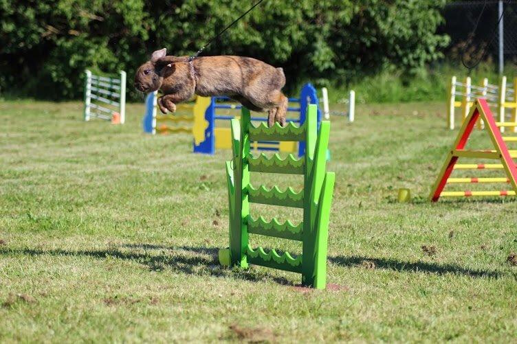 Kanin | Oceans GCh. Dance Into The Light af Bella billede 23