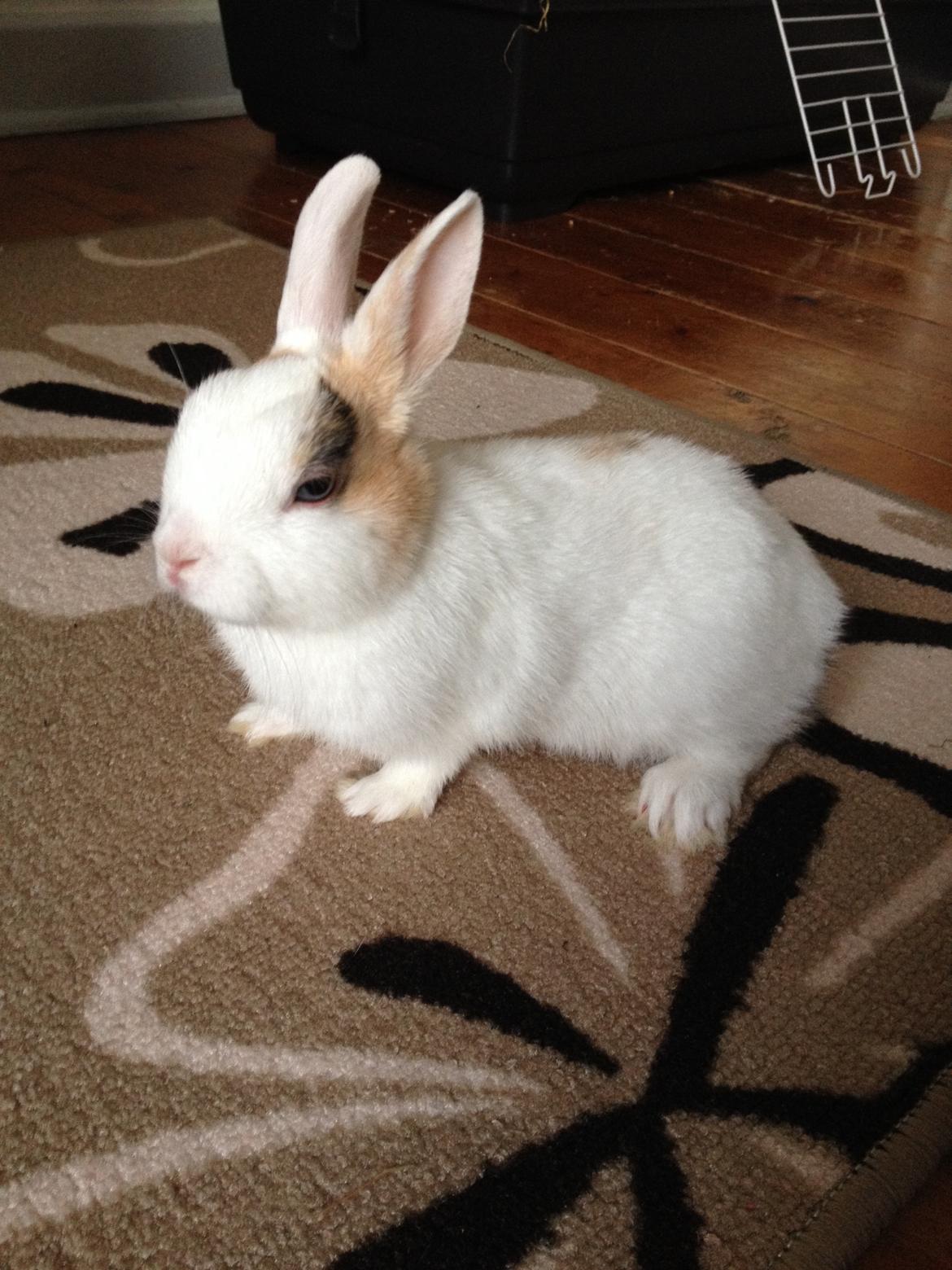 Kanin Birkegades Plet - En træt Plet der lige er kommet hjem til sit nye hjem.  billede 2