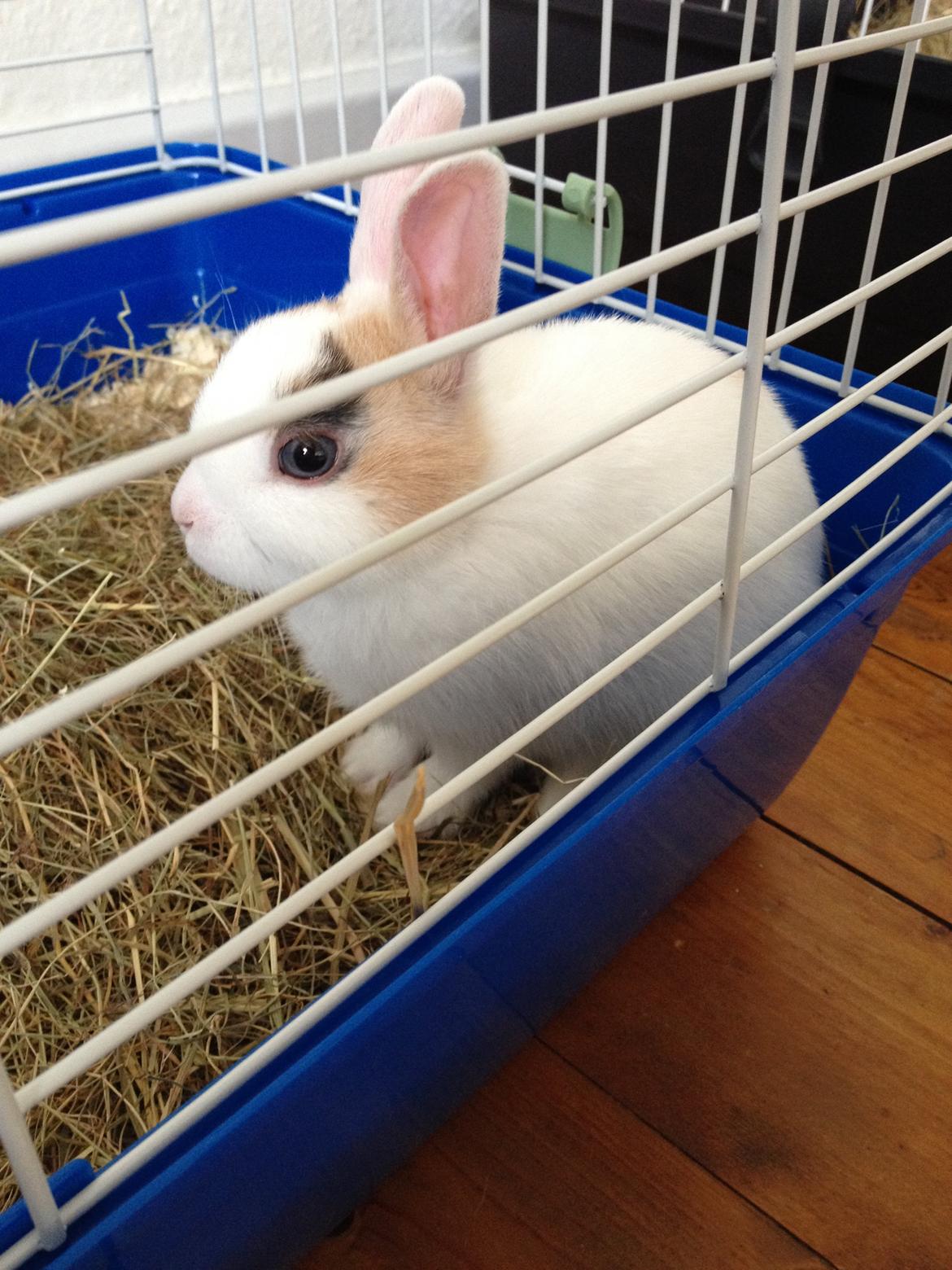 Kanin Birkegades Plet billede 3