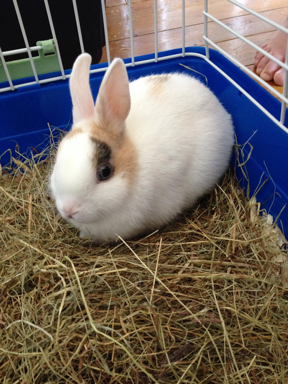 Kanin Birkegades Plet billede 4