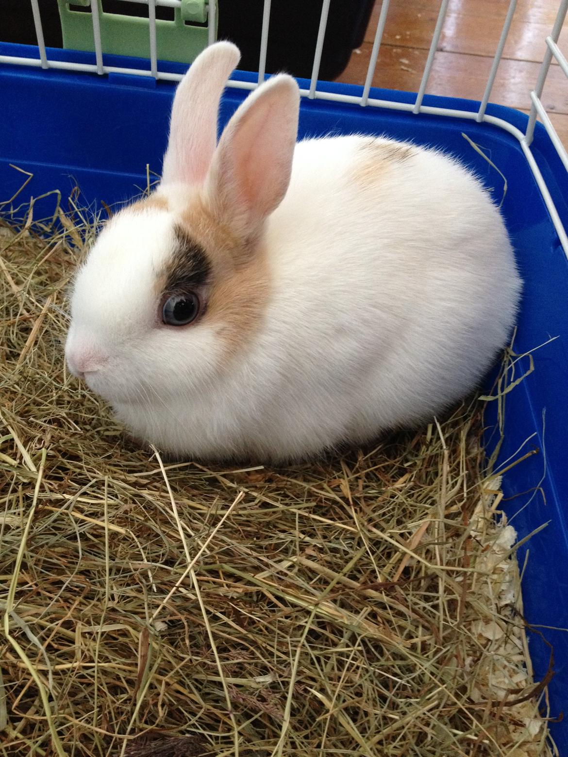 Kanin Birkegades Plet - Plet 8 uger gammel.  billede 1