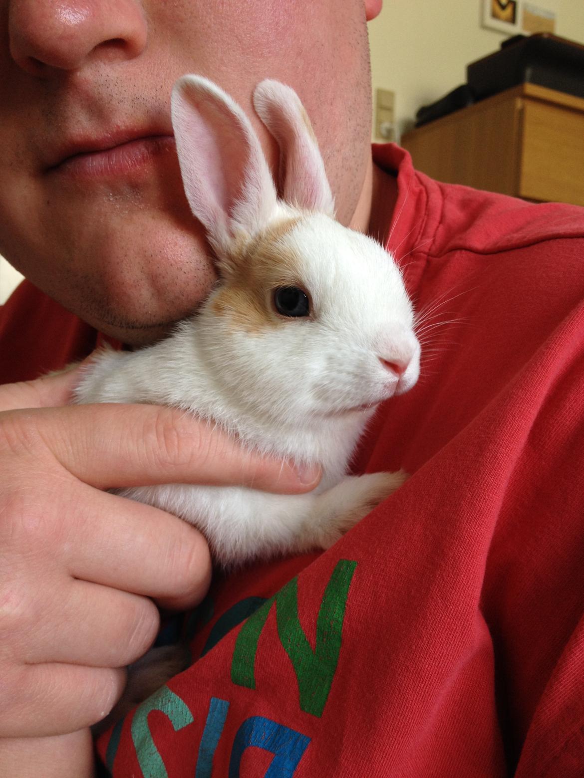 Kanin Birkegades Plet - Min kæreste og Plet nusser. billede 5