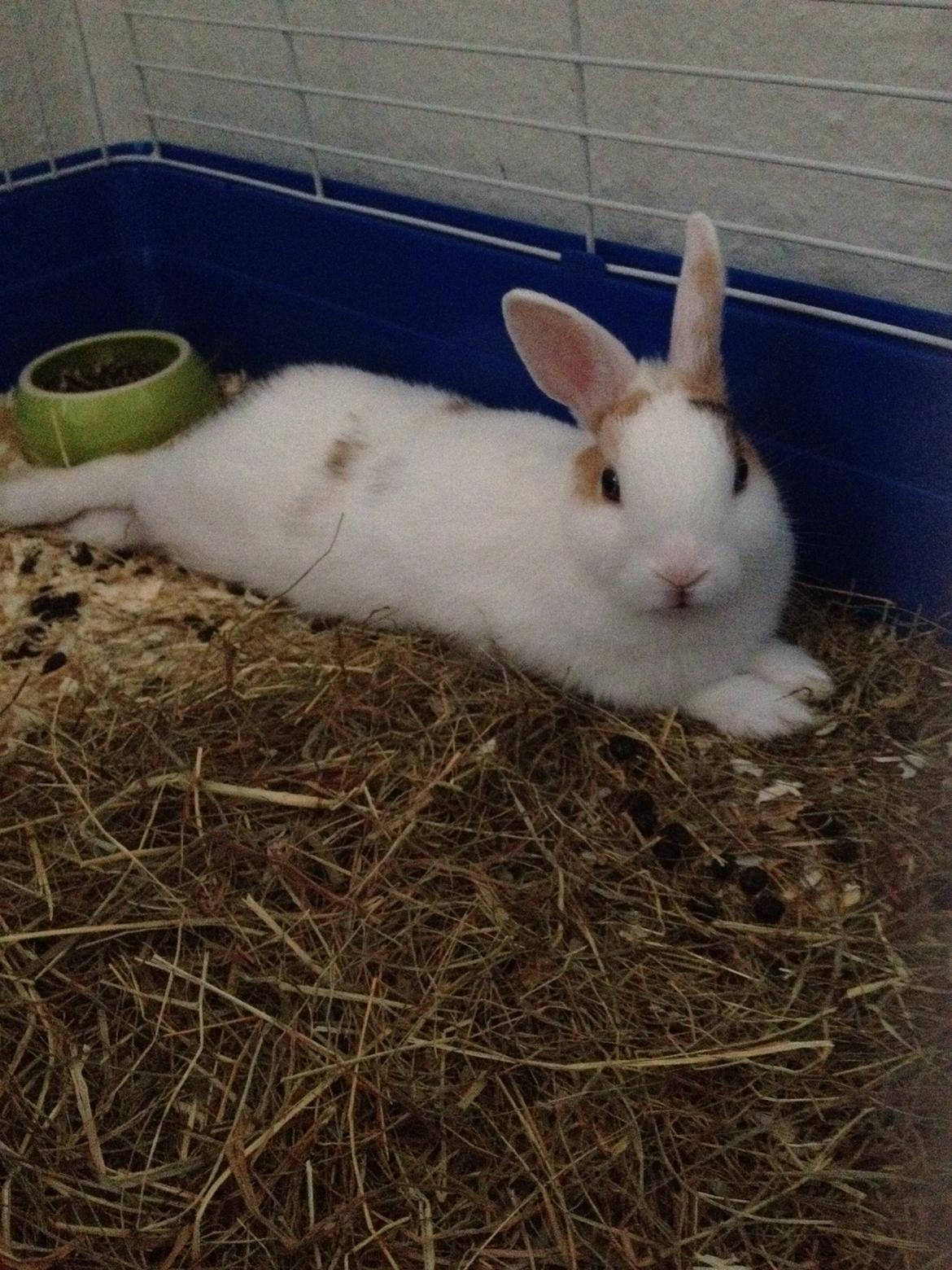 Kanin Birkegades Plet - Plet tager en slapper :-) billede 6