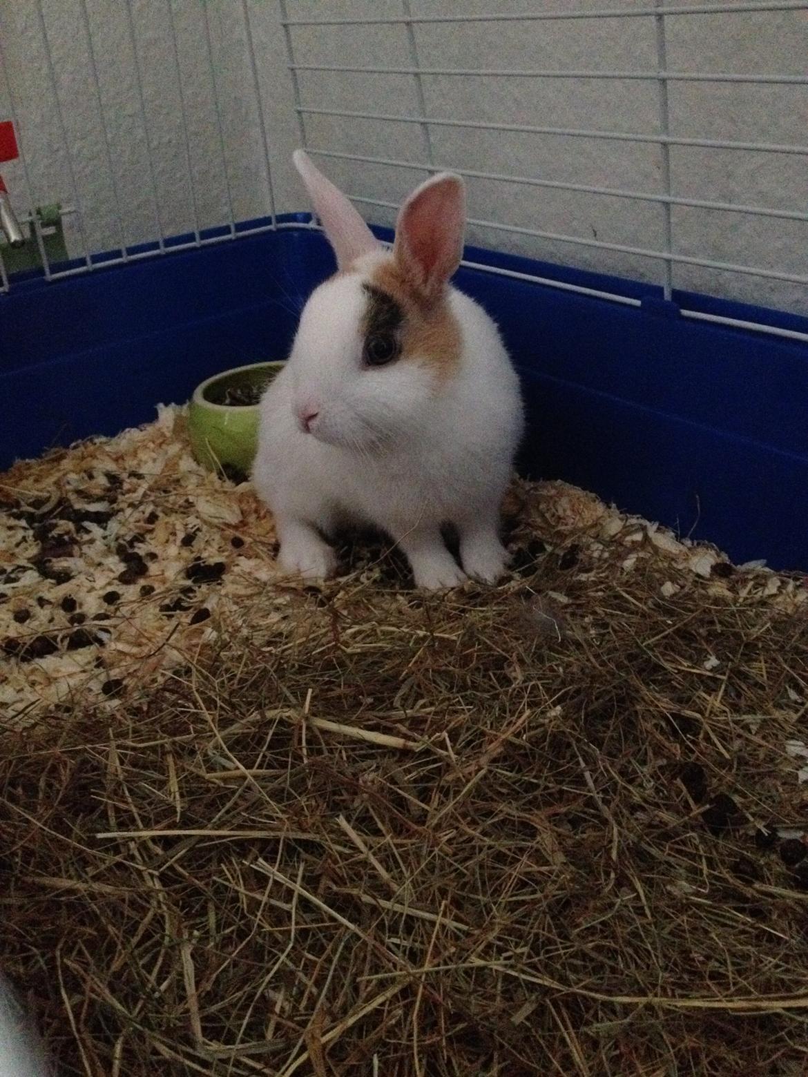 Kanin Birkegades Plet billede 7