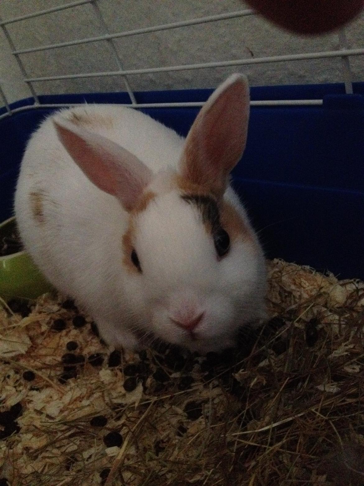 Kanin Birkegades Plet - Vil du snakke med mig mor? billede 8