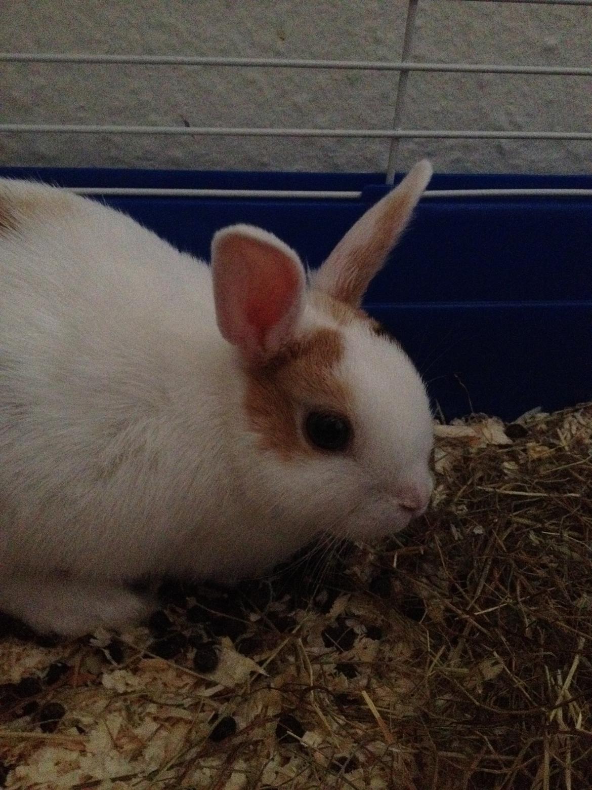 Kanin Birkegades Plet billede 9