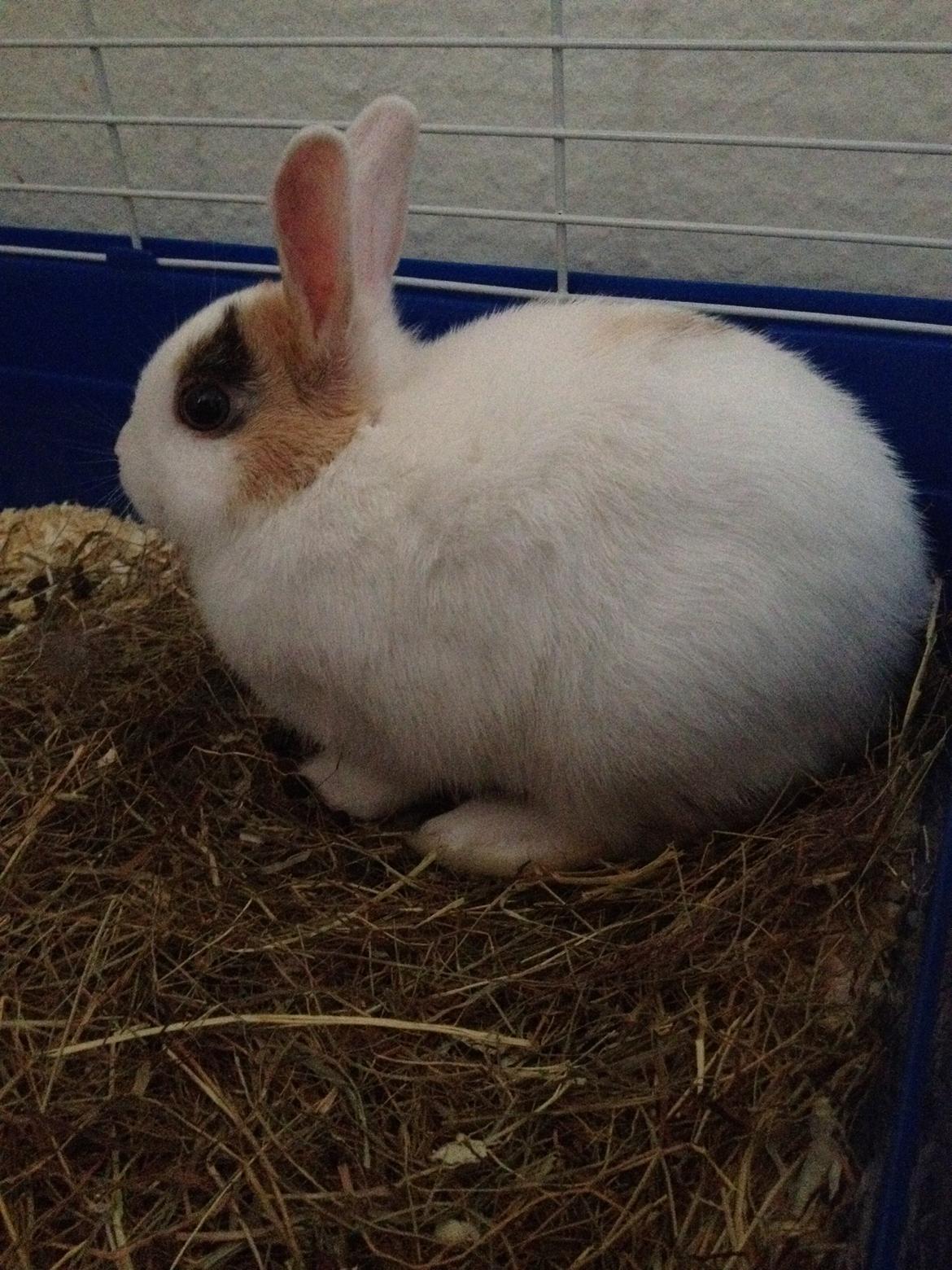 Kanin Birkegades Plet billede 10