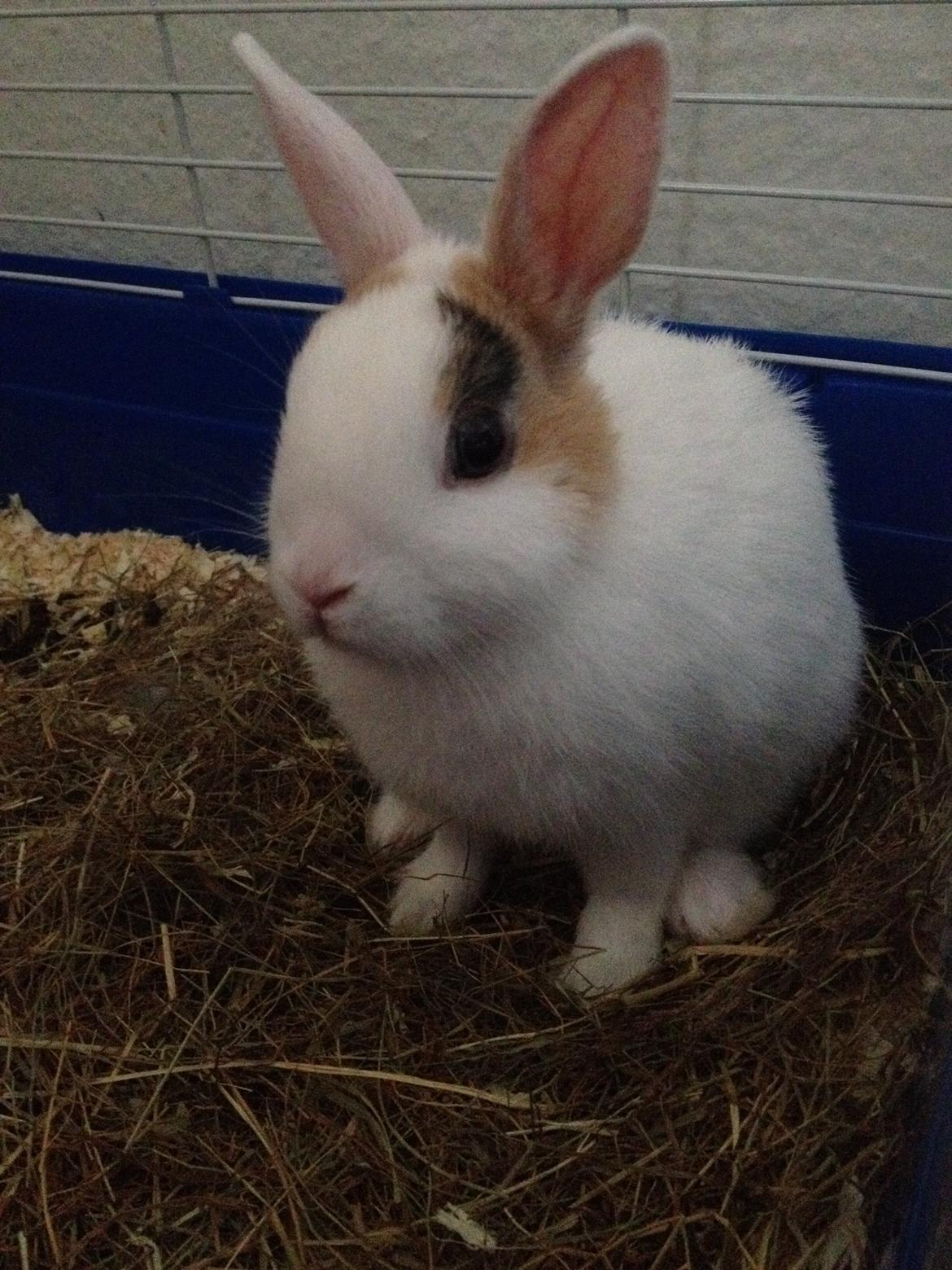 Kanin Birkegades Plet billede 12