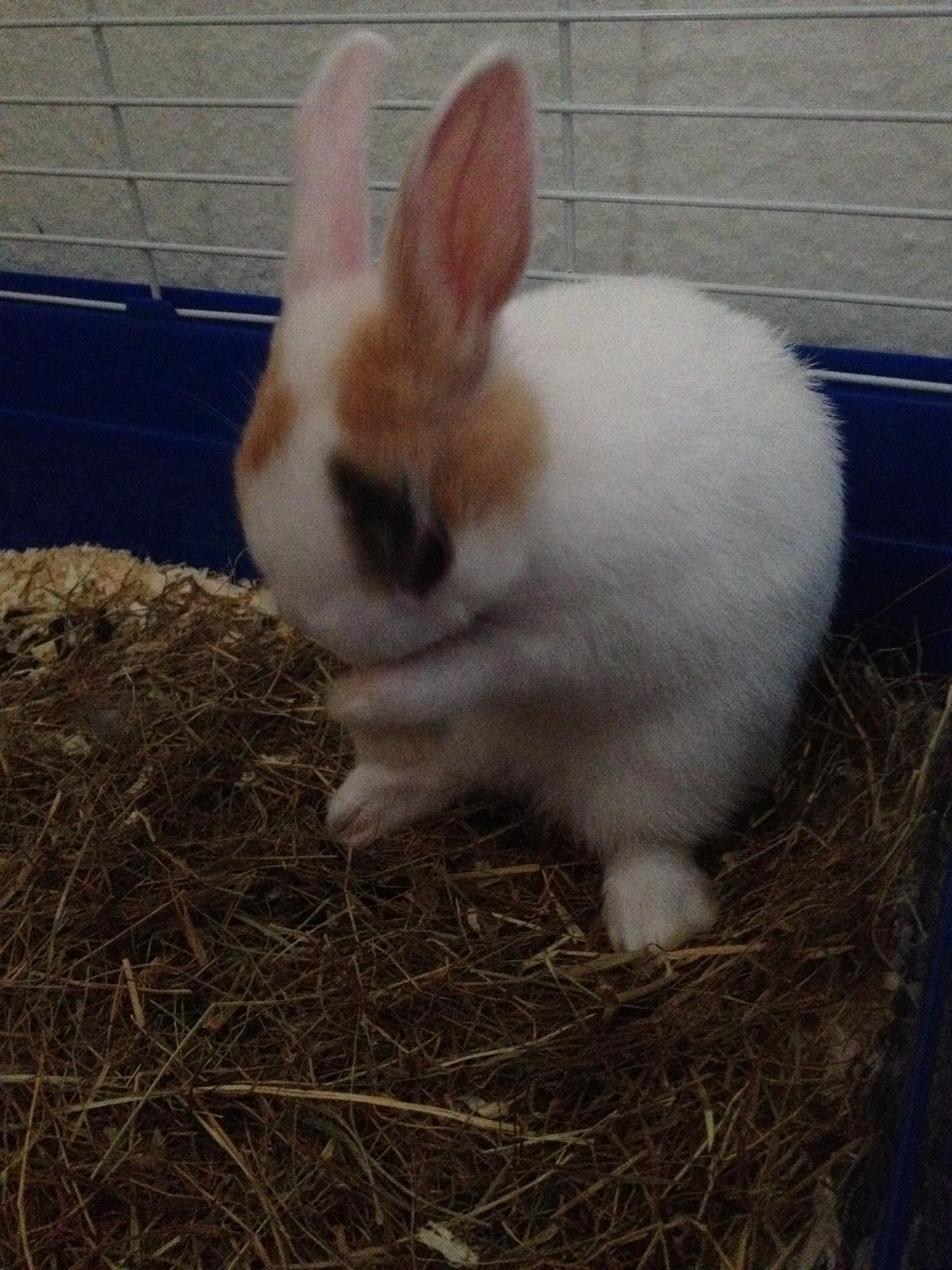 Kanin Birkegades Plet - Vaske vaske. billede 13