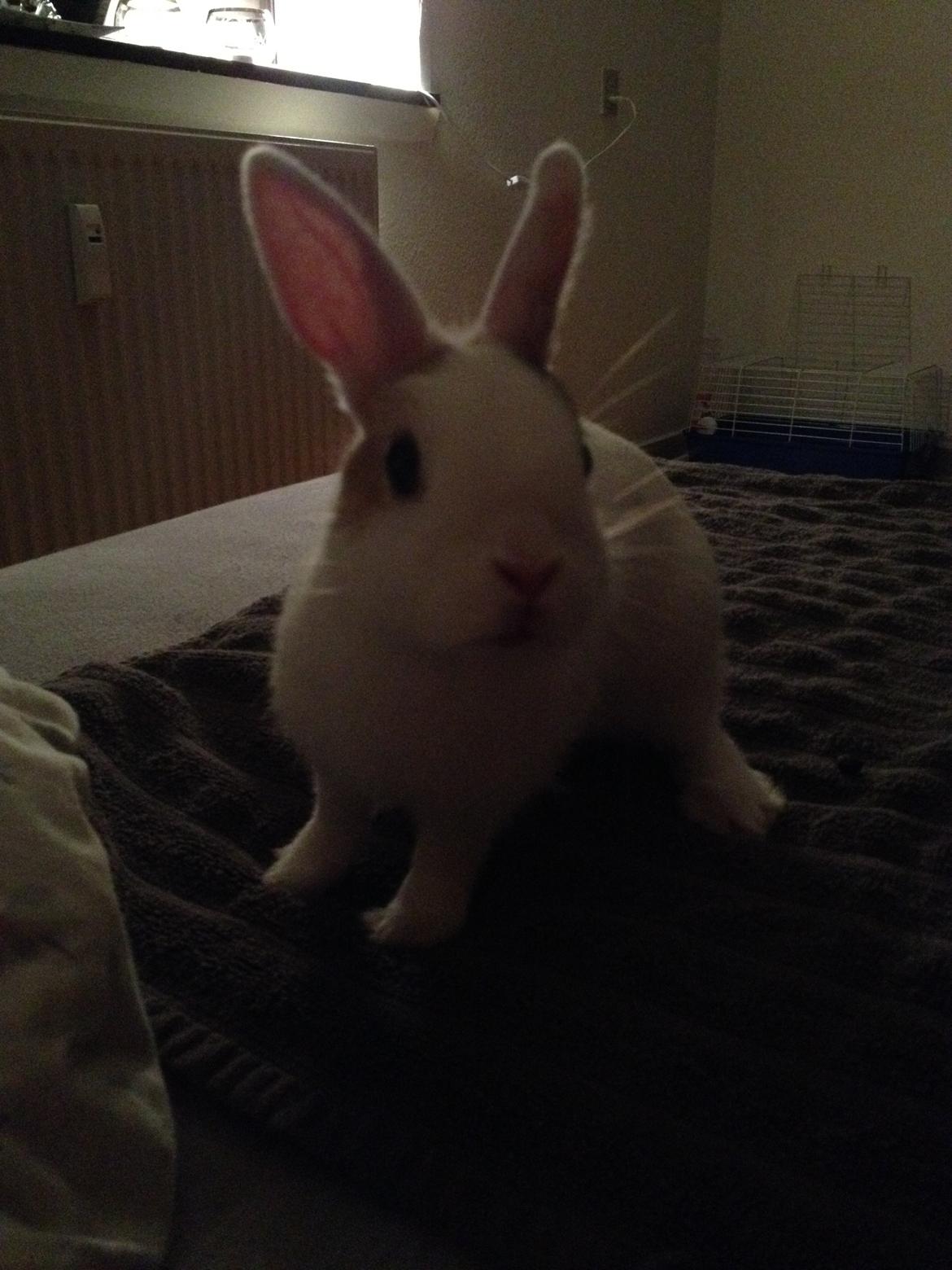 Kanin Birkegades Plet - Plet hygger sig inden sengetid :-) billede 14