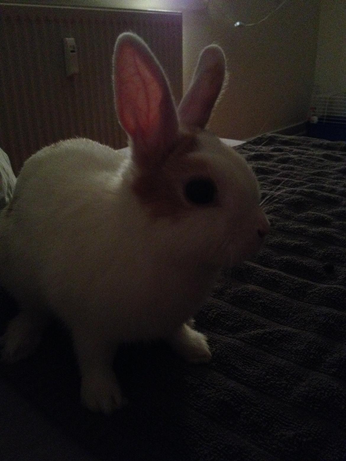 Kanin Birkegades Plet billede 15