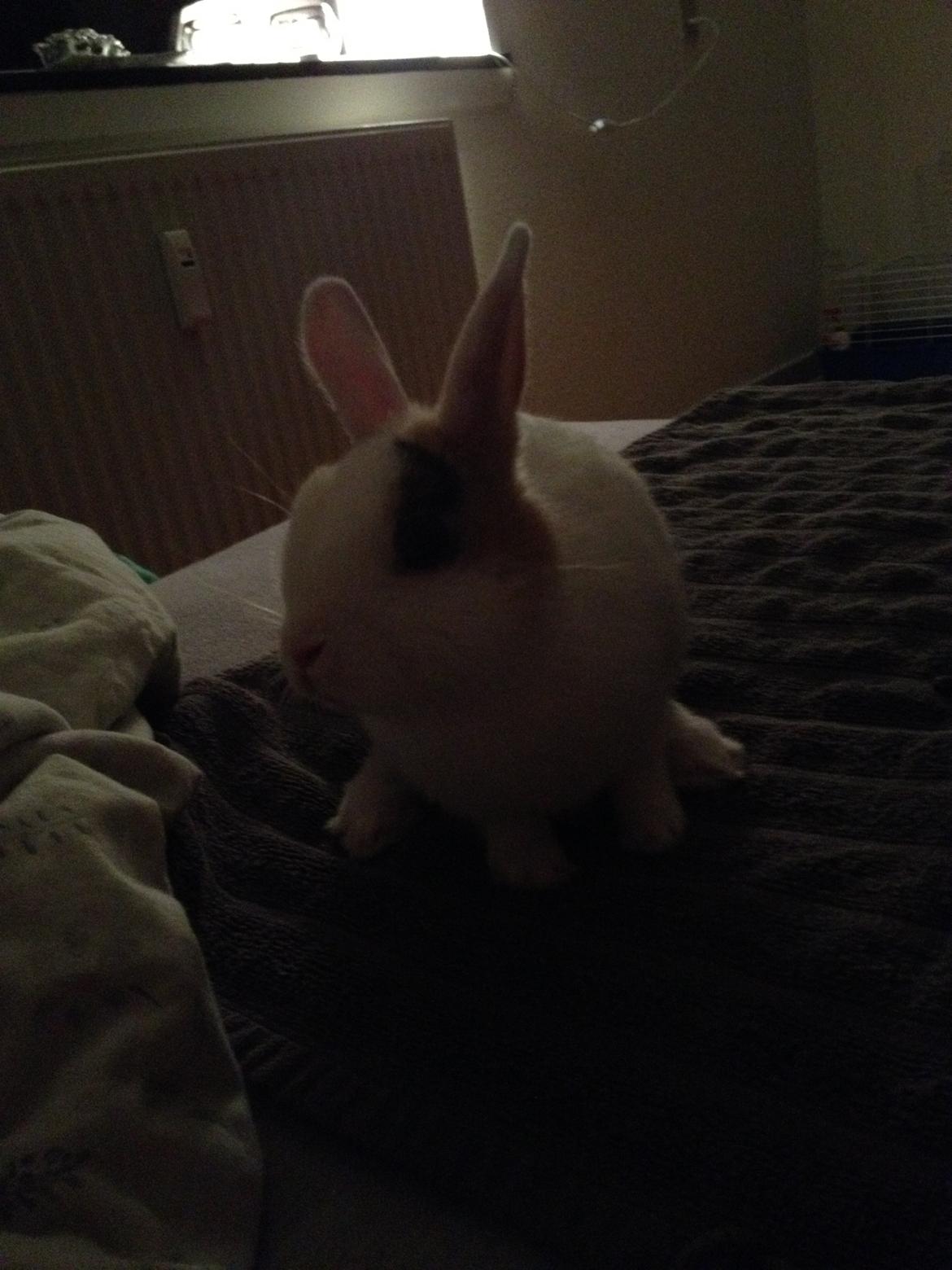 Kanin Birkegades Plet billede 16