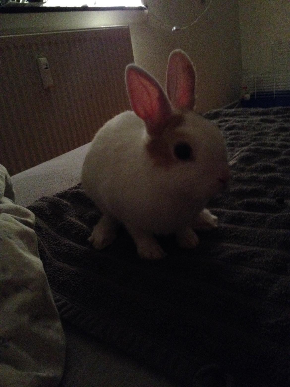 Kanin Birkegades Plet billede 17