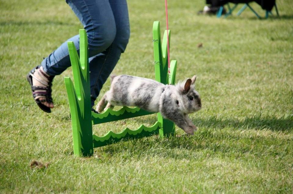 Kanin Fyldbinggaards Cupcake *Solgt* billede 18