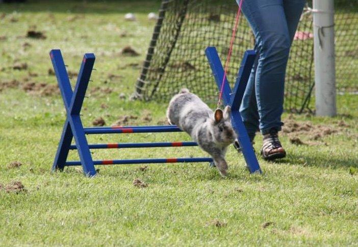 Kanin Fyldbinggaards Cupcake *Solgt* billede 16