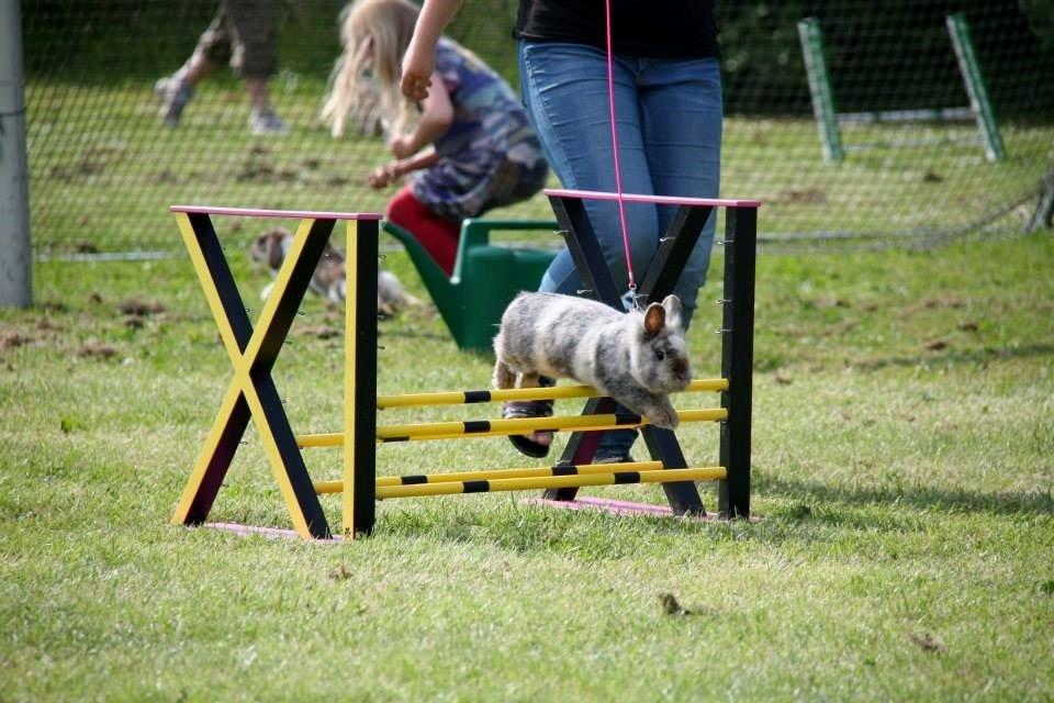 Kanin Fyldbinggaards Cupcake *Solgt* billede 10