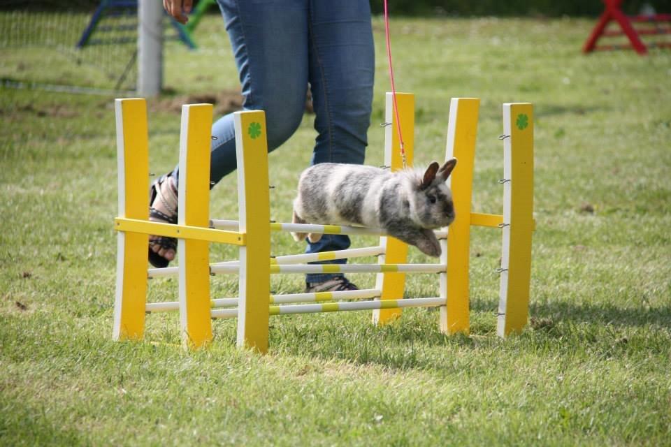 Kanin Fyldbinggaards Cupcake *Solgt* billede 1