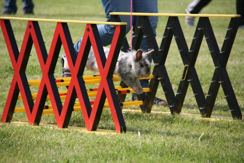 Kanin Fyldbinggaards Cupcake *Solgt* billede 21