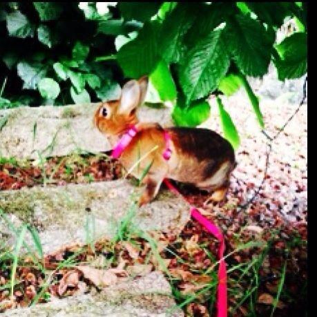 Kanin Hermelin Rex - Fritz billede 1