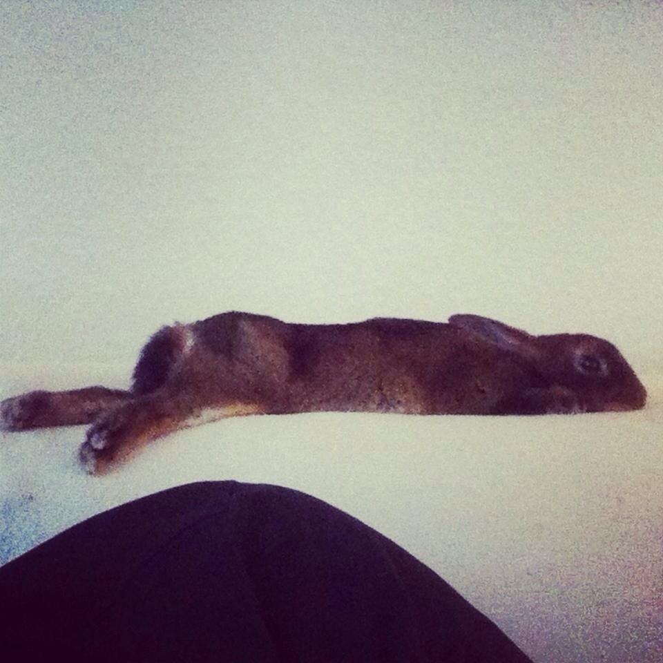 Kanin Hermelin Rex - Fritz billede 2