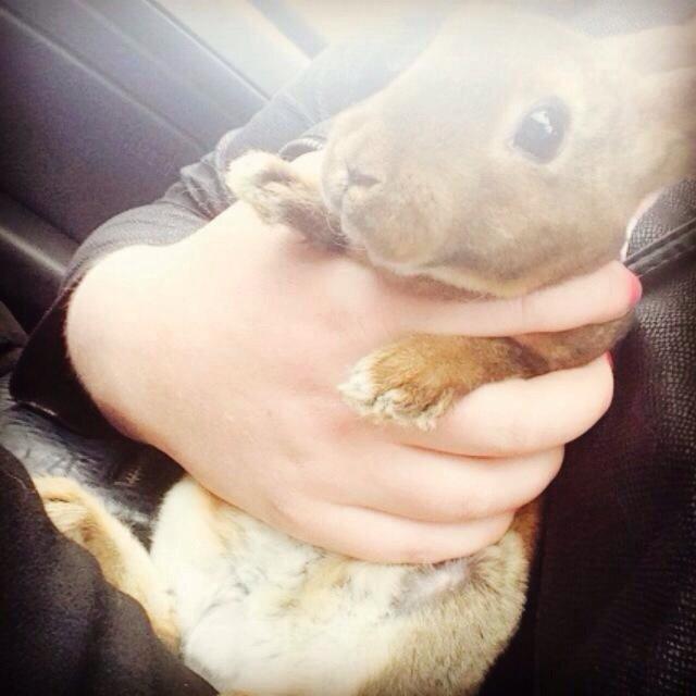 Kanin Hermelin Rex - Fritz billede 3