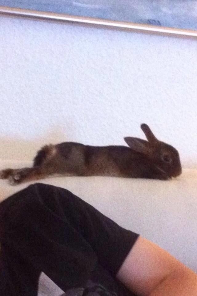 Kanin Hermelin Rex - Fritz billede 4