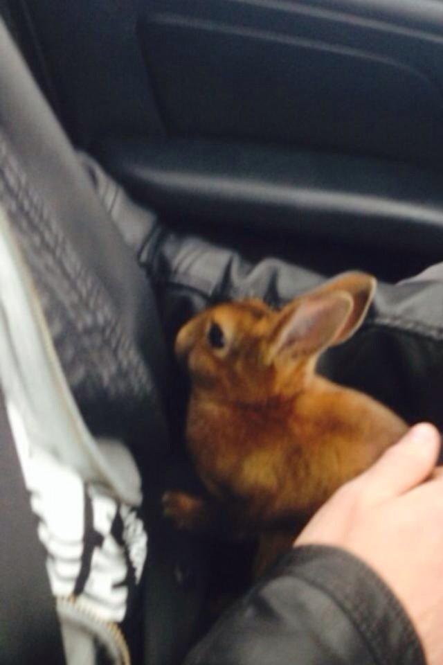 Kanin Hermelin Rex - Fritz billede 5