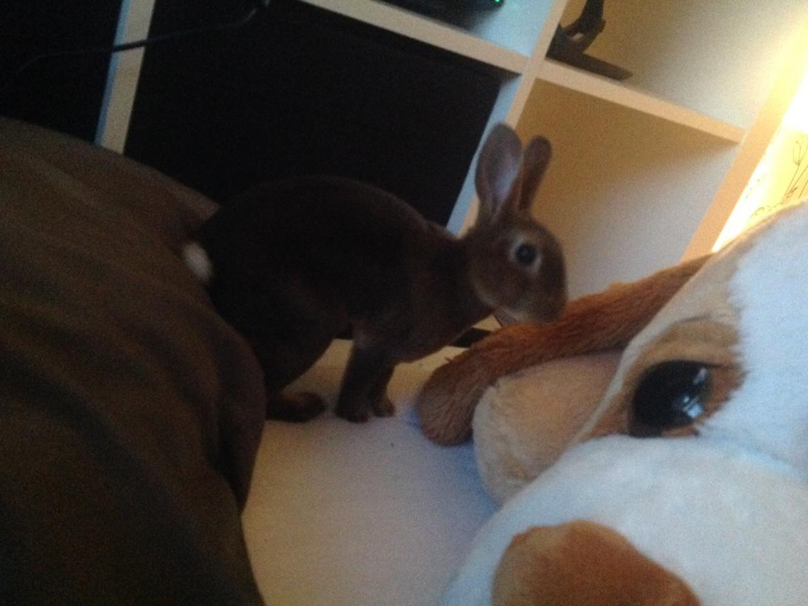 Kanin Hermelin Rex - Fritz billede 6