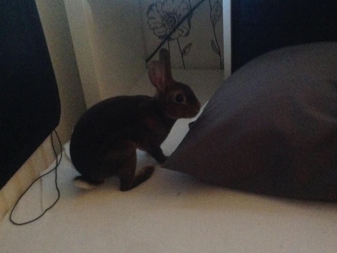 Kanin Hermelin Rex - Fritz billede 7