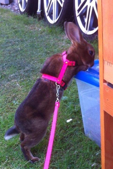 Kanin Hermelin Rex - Fritz billede 8