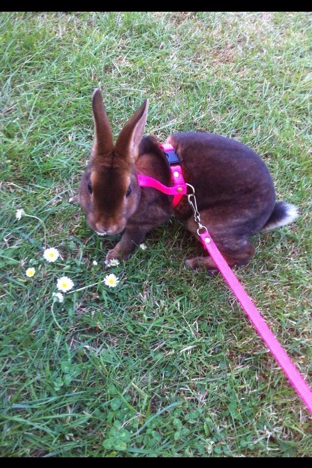 Kanin Hermelin Rex - Fritz billede 9