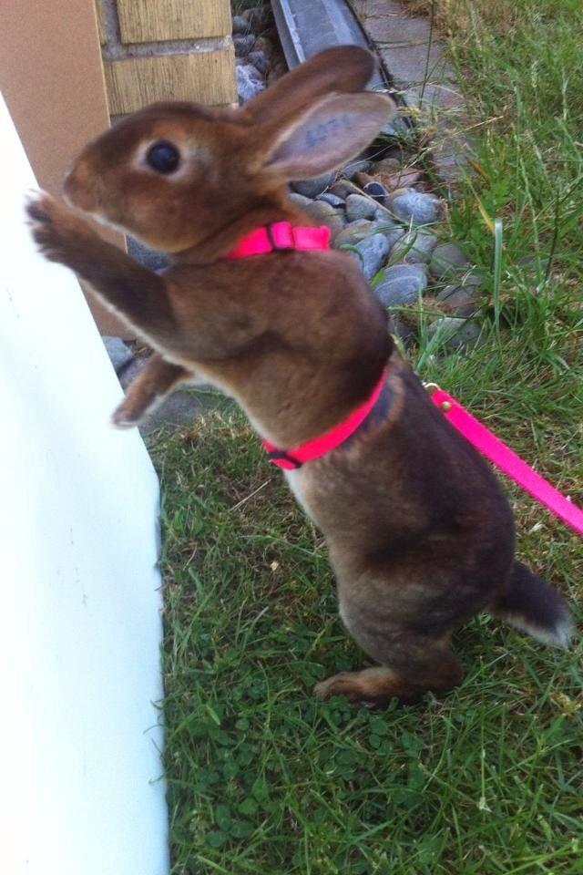 Kanin Hermelin Rex - Fritz billede 10