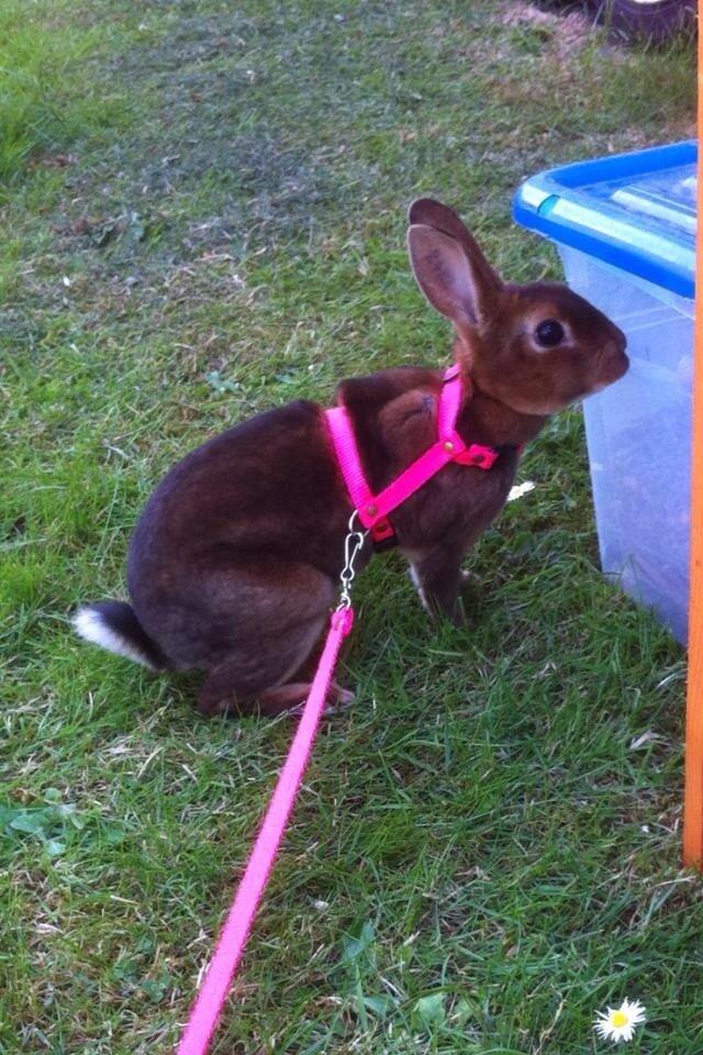 Kanin Hermelin Rex - Fritz billede 11